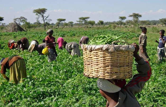 Nigeria: local government intervention – impact in small scale farming